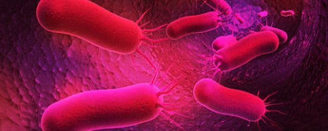 As infecções oportunistas